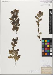 Foto von Salix myrsinifolia Salisb.